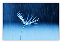 April 2021 - Dandelion