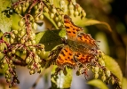 Schmetterling