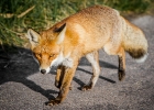 Fuchs