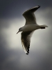 Möwe