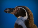 Pinguin