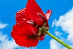 Mohn