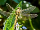 Libelle Großer Blaupfeil