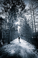 In the woods