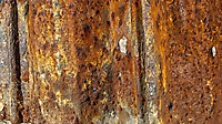 Rost