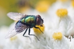 Fliege