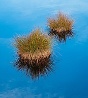 Grasbulte