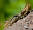 Heuschrecke