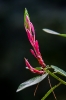 Rhododendron
