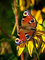 Tagpfauenauge