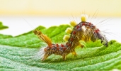 Raupe