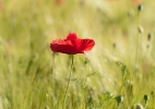 2011_06_5_klein_20120124_1745242355