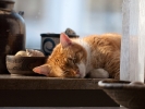 2012_02_6_ganz_klein_20120418_1147443792