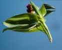 tulpe_auf_spiegel_a_20110531_1474489105
