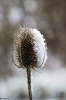 wilde_karde_20170124_1870052277
