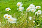 im Wind