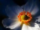 Ingo_10