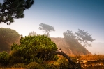 Ingo_151