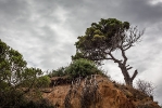 Ingo_154