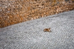 Ingo_179