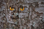 Ingo_181