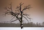 Ingo_182