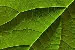 Ingo_184