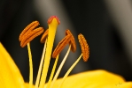 Ingo_18