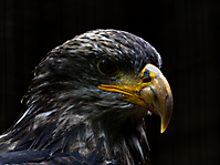 Adler