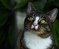 Leni