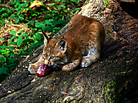 Luchs mit Beute