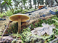 Pilz