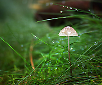 Pilz im Regen