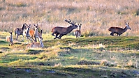 Der Platzhirsch