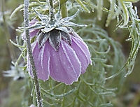 Erster Frost