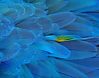 Federblau