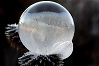 Frozen Bubble on Echinops