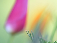 Kalifornischer Mohn