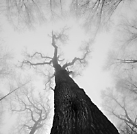 Kopf im Nebel