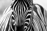 Zebras: Streifen