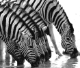 Zebras: Durst