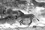 Zebras: Flucht