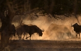 Gnus