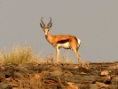 Springbock