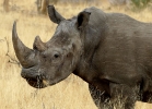 Breitmaulnashorn