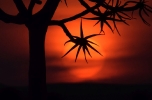 Köcherbaum vor Sonnenuntergang