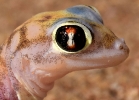 Palmato-Gecko
