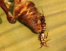 Welwitschia mit Wanze
