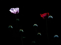 Schlafmohn