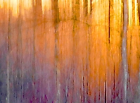 Wald. Licht